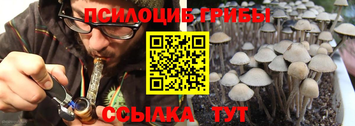 Псилоцибиновые грибы Psilocybe Заводоуковск